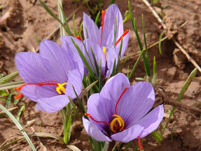 Safran Pur de Maroc